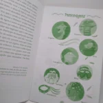 O Cavalo Transparente - Sylvia Orthof - Quinteto Editorial (pg5)